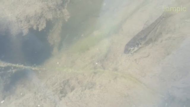 Пескарь смотреть онлайн