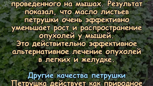 Что происходит, когда пьём ЧАЙ ИЗ ПЕТРУШКИ, ЛИМОНА И МЁДА? смотреть онлайн