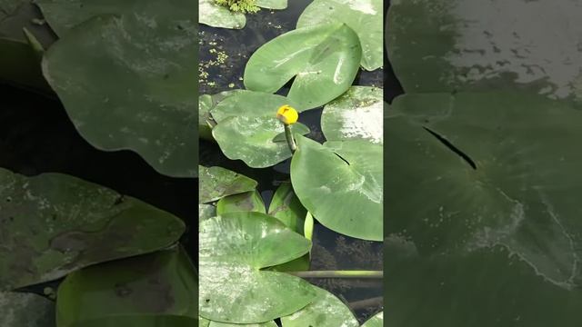 Лотосы в Дикой природе Варениковская#Варениковская лотосы# смотреть онлайн