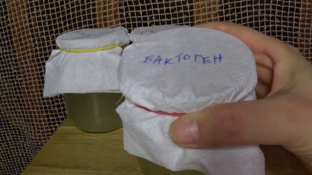 Размороженные БАКТОГЕН СТИМУЛ ГУЛЛИВЕР на 2-е и 3-и сутки после заселения на питательный раствор смотреть онлайн