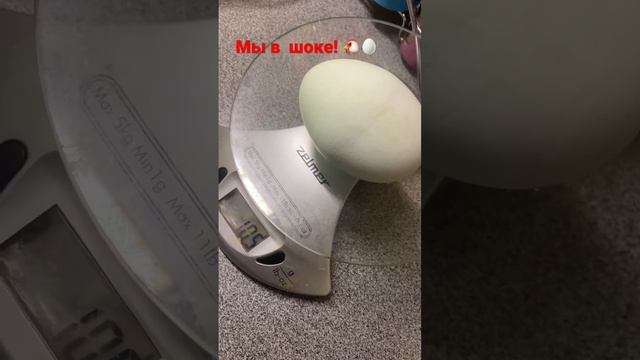 Яйцо просто громадина! #экотрадиции #курынесушки #породныекуры #цыплята #яйцо #араукана #яйцогигант смотреть онлайн