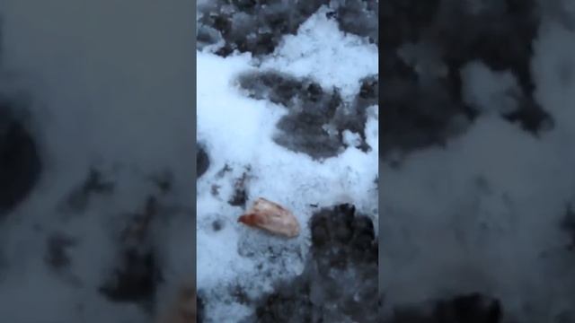 НЕ КАЖДЫЙ ДЕНЬ КОТУ МАСЛЕНИЦА !!! ПОДПИШИСЬ !!! ПОСТАВЬ ЛАЙК !!! БЫТЬ ДОБРУ ВМЕСТЕ С ВАМИ !!! смотреть онлайн