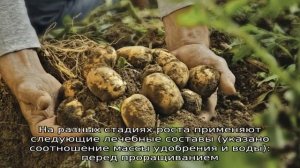 Как бороться с паршой на картофеле и вылечить землю