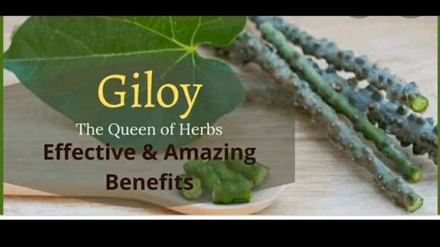 રાષ્ટ્રીય ઔષધિ ગળોને ઓળખો|Tinospora cordifolia Giloy na fayda|ગળોના ફાયદા|giloy benifit in Gujarati смотреть онлайн