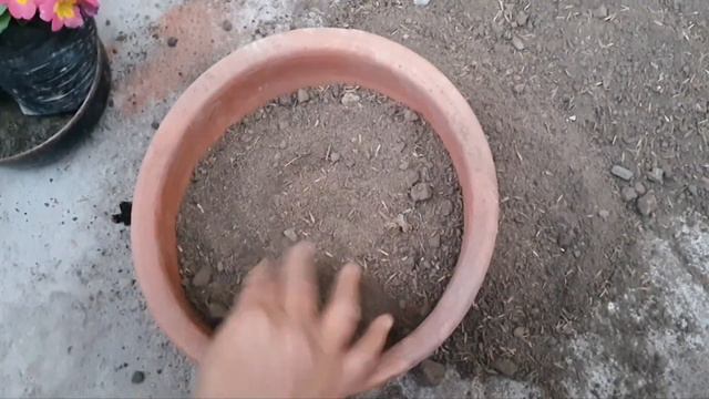 Primula/primrose लगाने का ये तरीका जान लो खिलेंगे इतने फूल देखते रह जाओगे-Secret TipsTo Grow Primul