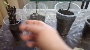 ???Черенки персика и вишни.Уход.