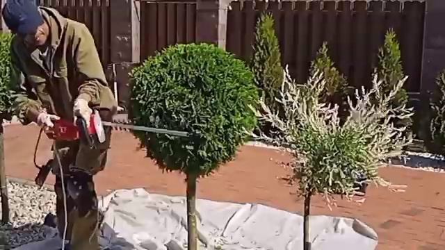 стрижка туй. Чупа чупс из смарагд а. смотреть онлайн
