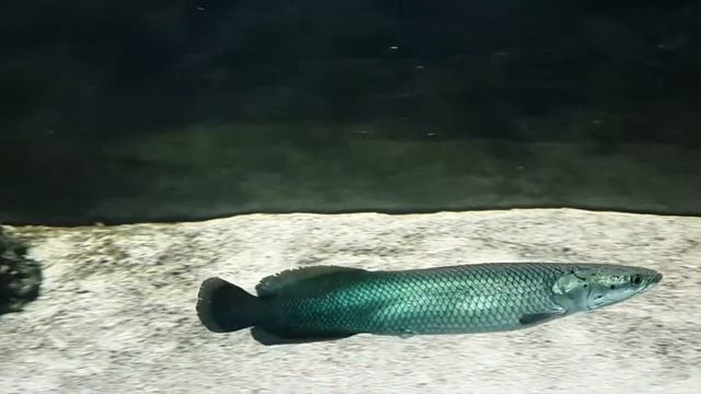 Арапайма (Arapaima gigas) смотреть онлайн