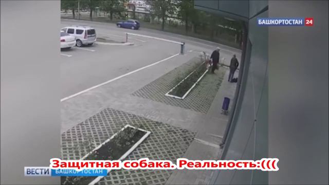 Защитная собака Мечты и реальность смотреть онлайн