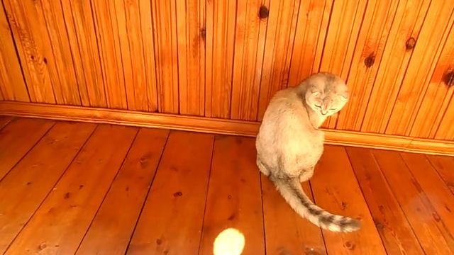 Scottish fold cats, Cattery ALBA BEST смотреть онлайн