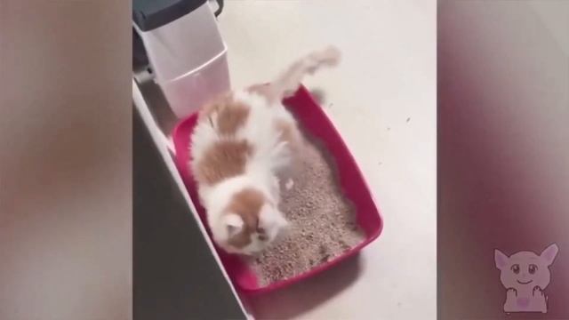 Как пукают Животные??? Умираю со смеху!!!! смотреть онлайн