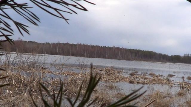 Весенняя Охота на селезня с подсадной 2021г смотреть онлайн