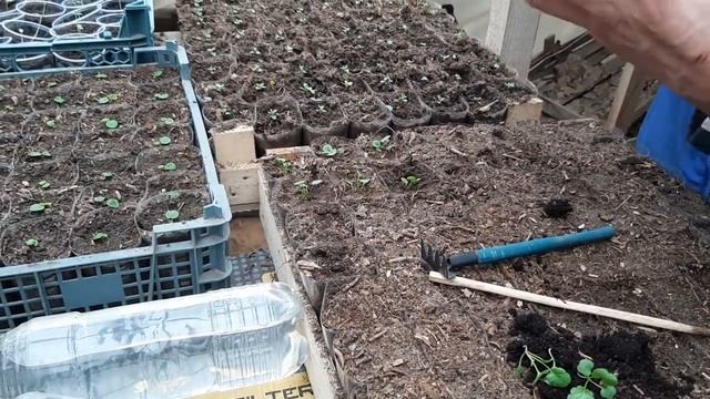 КАК ПИКИРОВАТЬ АНЮТИНЫ ГЛАЗКИ или ВИОЛУ?как вырастить смотреть онлайн
