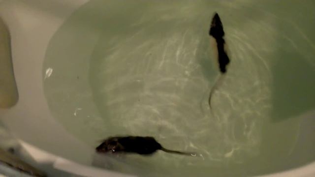 Плавающие крысы! смотреть онлайн