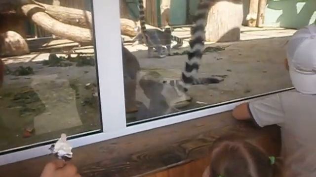 Милые лемурчики смотреть онлайн