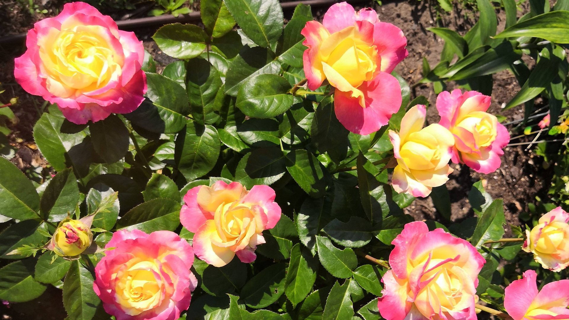 Лучшие розы в моем саду. Сезон 2024.