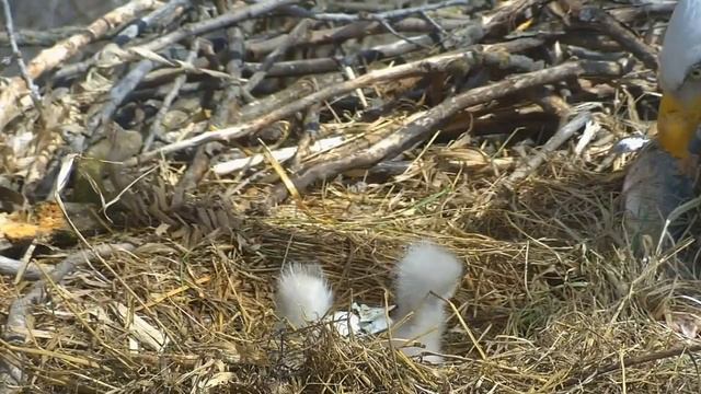 Белоголовый орлан 2016 04 01 21 40 смотреть онлайн