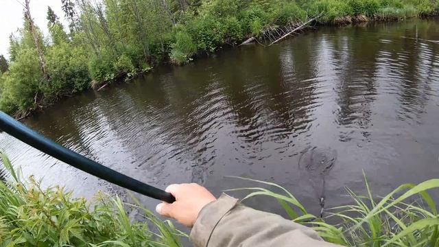 Крупный хариус в глухих ручьях на границе Пермского Края.День первый.Хариус ломает удочку. смотреть онлайн