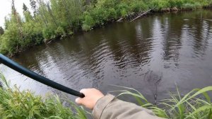 Крупный хариус в глухих ручьях на границе Пермского Края.День первый.Хариус ломает удочку.