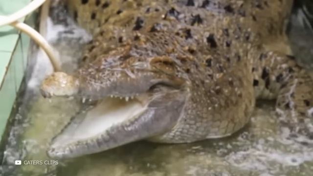 Домашние Животные, Которые Побили Все Рекорды смотреть онлайн