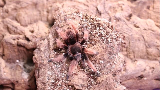 Rare Mexican Pink Tarantula With The Deadly Tarantula Girl