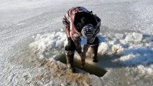 Как ловить бармаша / мормыша / гаммаруса