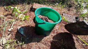 ХВОЙНЫЙ ОПАД для ГОРТЕНЗИЙ и ГОЛУБИКИ.