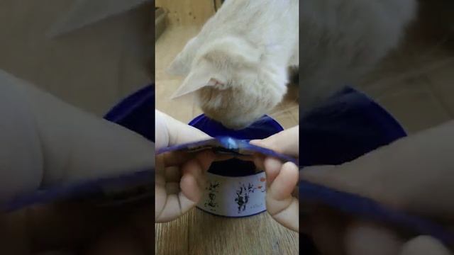 Корм Феликс Фискас Тишка любит это Усики оближешь???