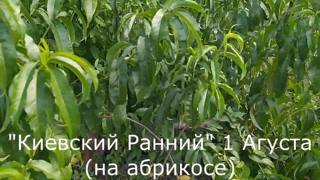 Персики Донецкий Жёлтый, Киевский Ранний, Ранний Сычова в 2021 году смотреть онлайн