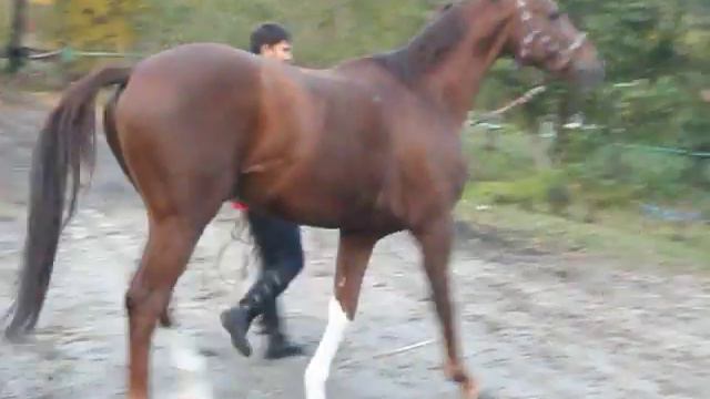 Эликсир смотреть онлайн