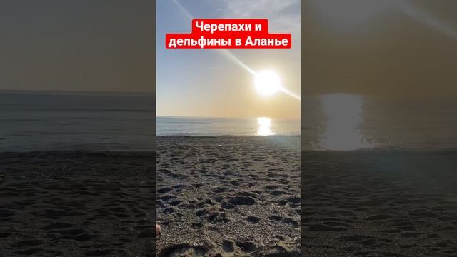 Черепахи и дельфины в Турции. Аланья смотреть онлайн