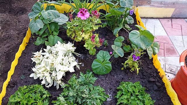 Сибирь. Обзор цветов на усадьбе. Часть 3. смотреть онлайн