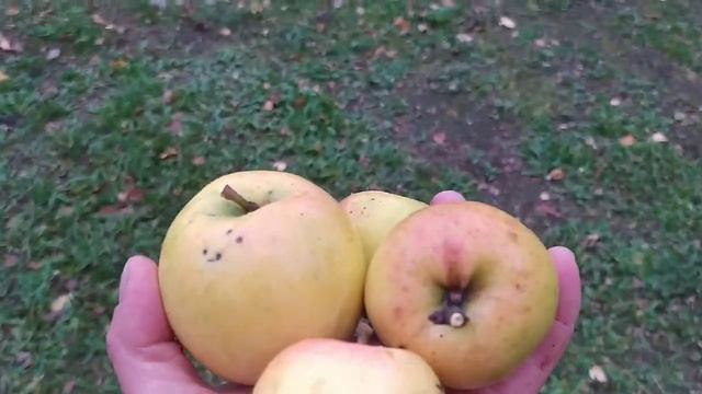 Заболела! Готовлю шарлотку в печи. Звезда в кадре. смотреть онлайн