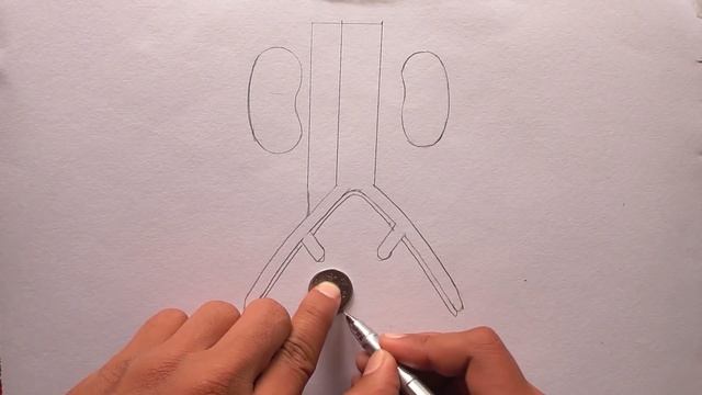 How to draw Human Excretory System step by step for beginners ! смотреть онлайн