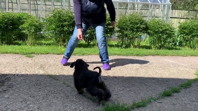 Дара +Квинт кобель красивый11 смотреть онлайн