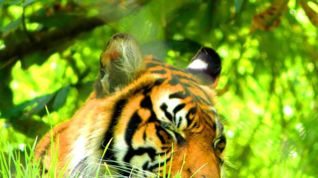 Tigers, 4k UHD, 039