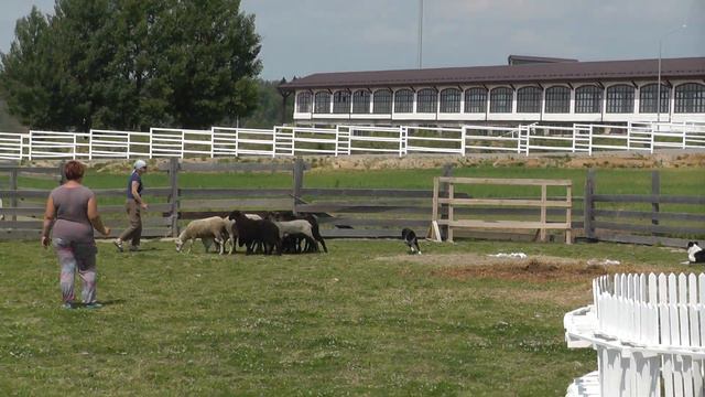 Пастьба-2 в Maxima Stables. Бордер колли Эбони Ноус Джуманджи 13 мес. смотреть онлайн