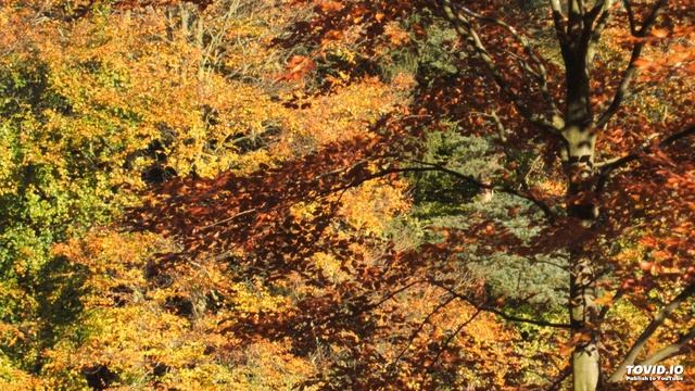 Autumn Sketch, for String Orchestra, by Stephen Gamble смотреть онлайн