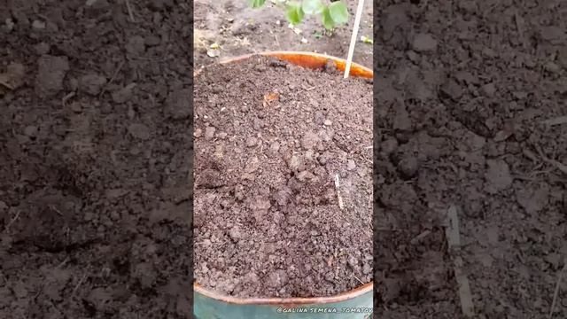 Грядка в бочке?Что можно посадить в бочку?#помидоры#семенатоматов#сад#томаты#грядки#огурцы#семена смотреть онлайн