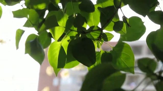 Canon SX500 video Test смотреть онлайн