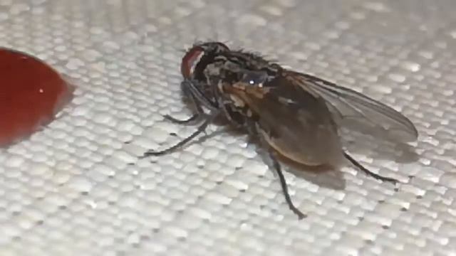 Фантазия про муху смотреть онлайн