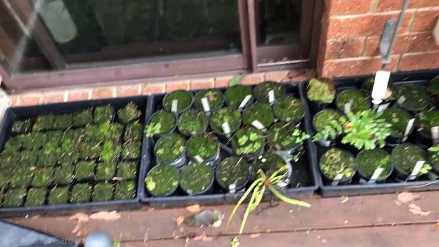 Too Much Rain Will Kill Your Carnivorous Plants смотреть онлайн