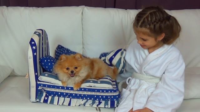 Новая кроватка для нашей собачки. Укладываем шпица спать. Чистим собачке зубы смотреть онлайн