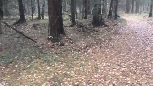 Змеиное гнездо и сонная змея ? Грибы еще есть? смотреть онлайн