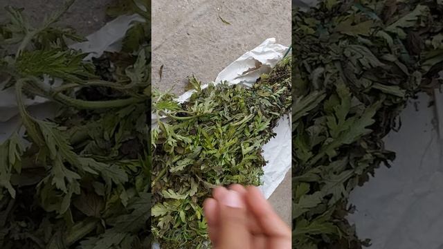 #altamiza contra la brujeria, planta poderosa para quitar maleficios смотреть онлайн