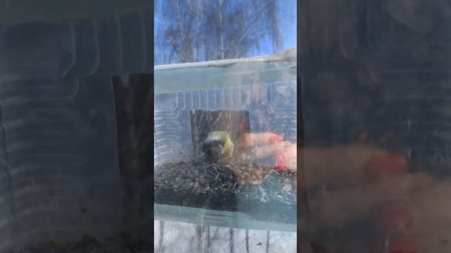 Видели грязную птичку? Лазоревка #птички#весна#солнце смотреть онлайн