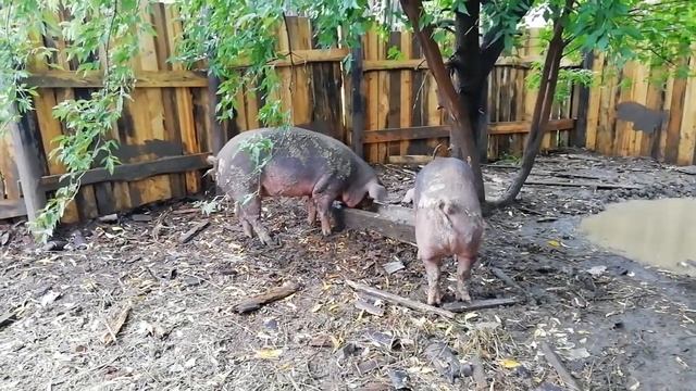 Кормление свиней #Свиньи #Поросята #Дюрок#КормлениеСвиней#Корм смотреть онлайн