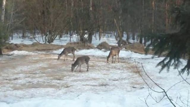 выход оленя brpclub.ru смотреть онлайн