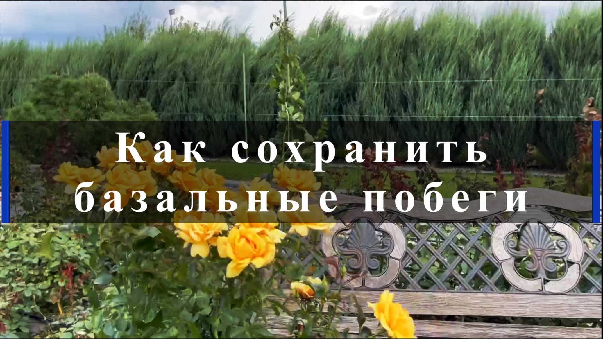 Как сохранить базальные побеги смотреть онлайн