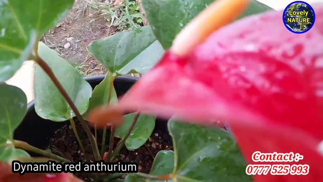 Dynamite red Anthurium | බැන්කොක් ඇන්තූරියම් වර්ගය | Lovely NATURE смотреть онлайн